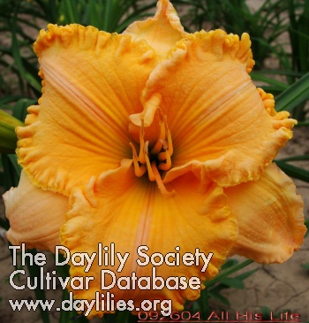Daylily All His Life